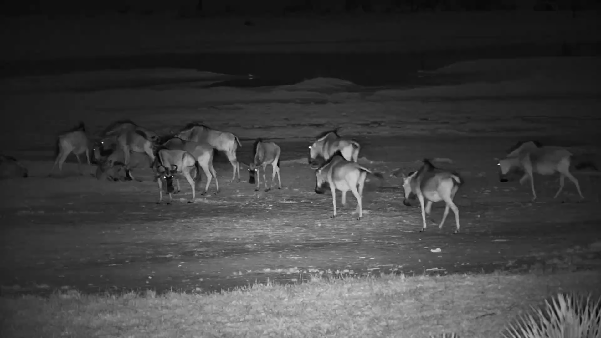 A Wildebeest Herd in the Dark