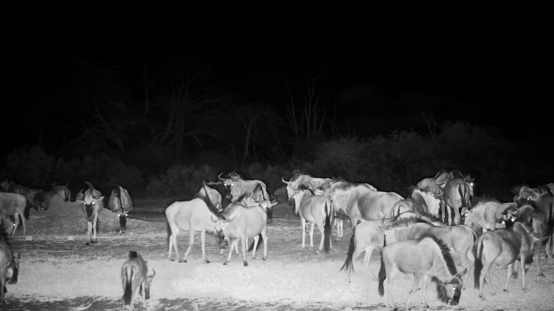 Large Herd of Wildebeest Visits The Hide Waterhole at Night