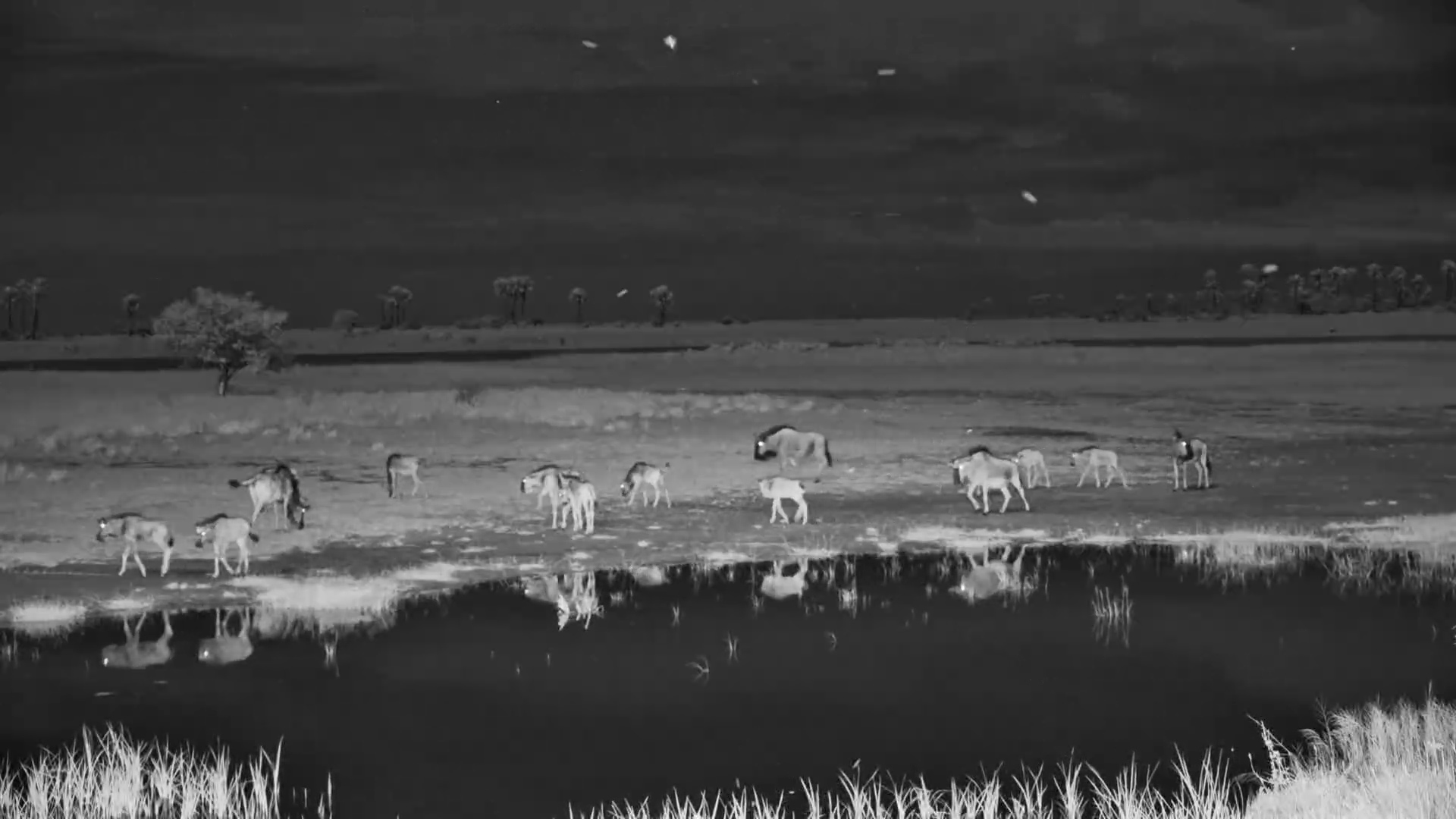Wildebeest Herd Grazes Under the Night Sky