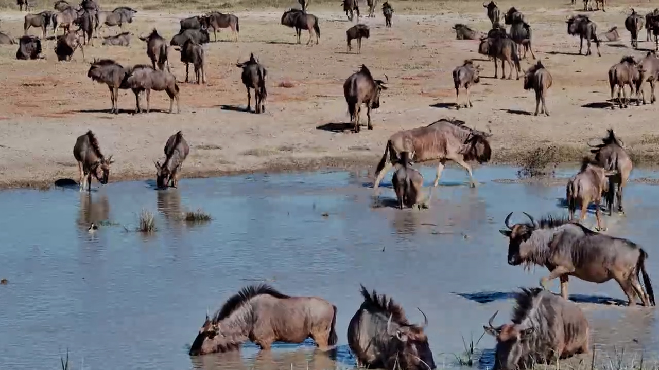 A Sea of Wildebeest