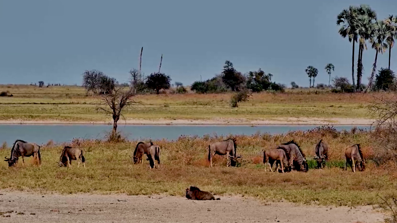 Wildebeest Spend the Day Around Jack’s Camp