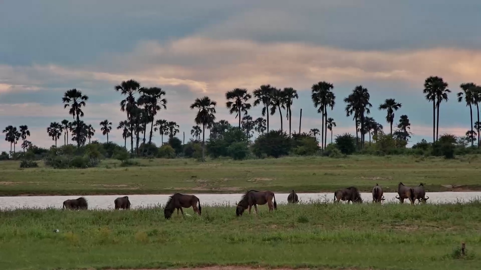 Wildebeest Herd on the Grasslands