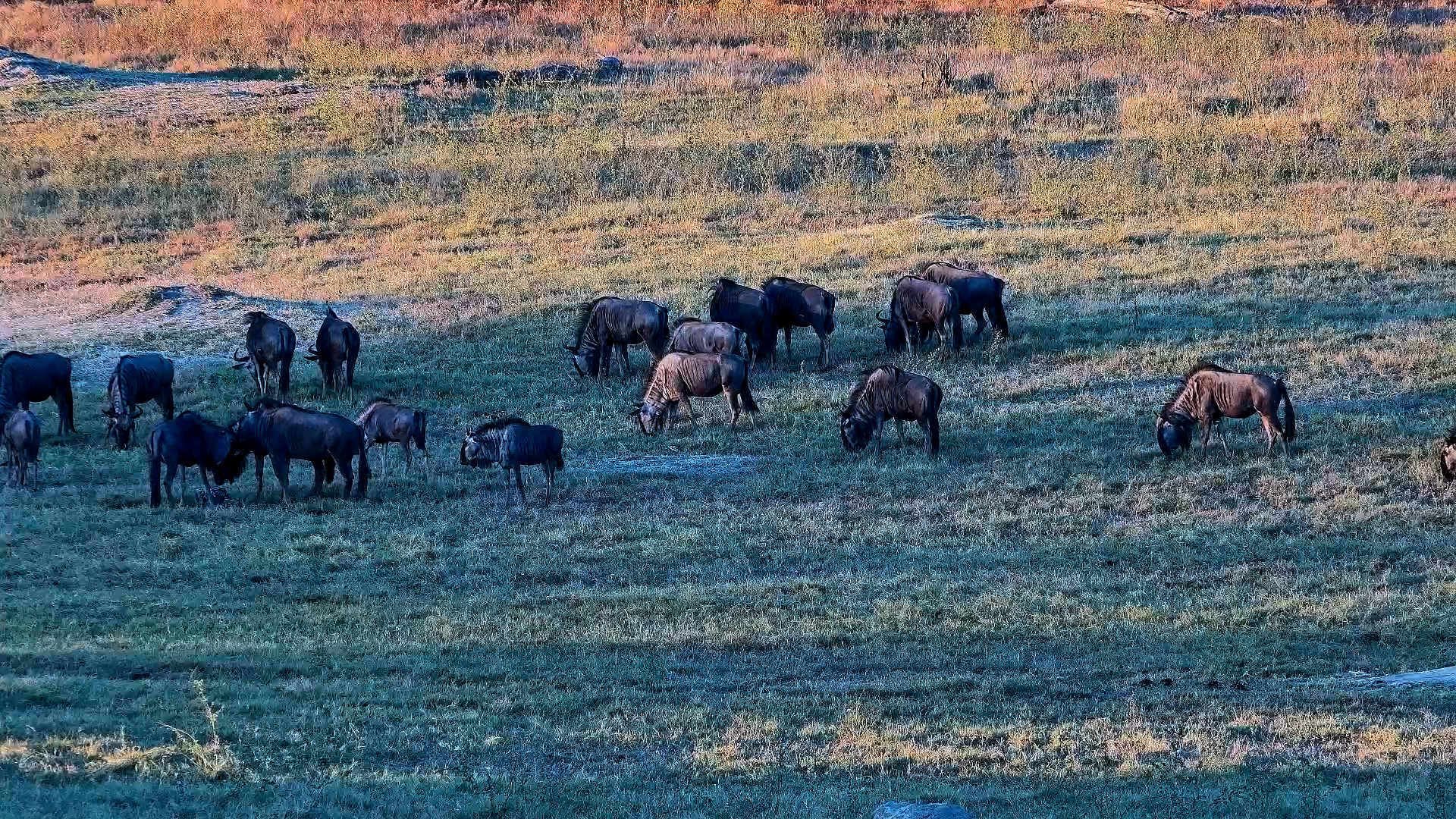 Wild and Free