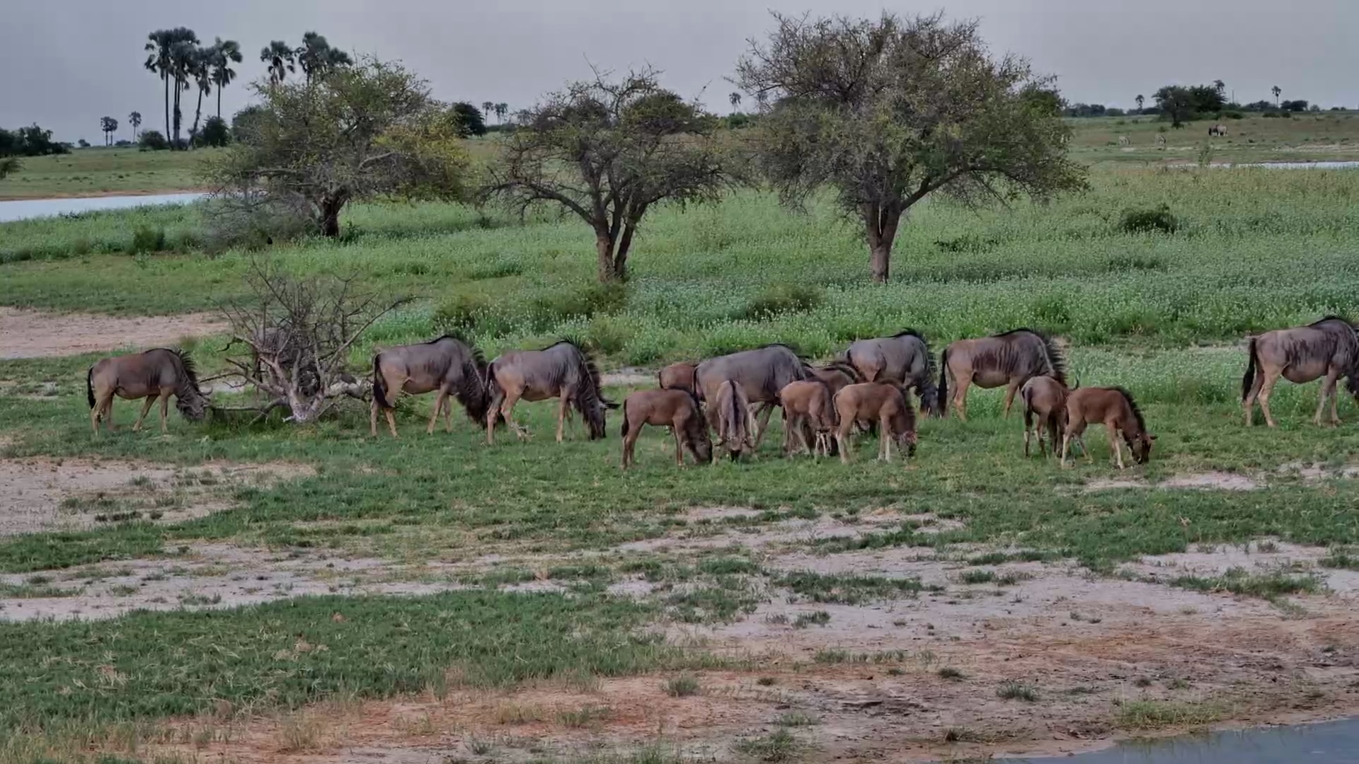 Wildebeest Go About Their Afternoon