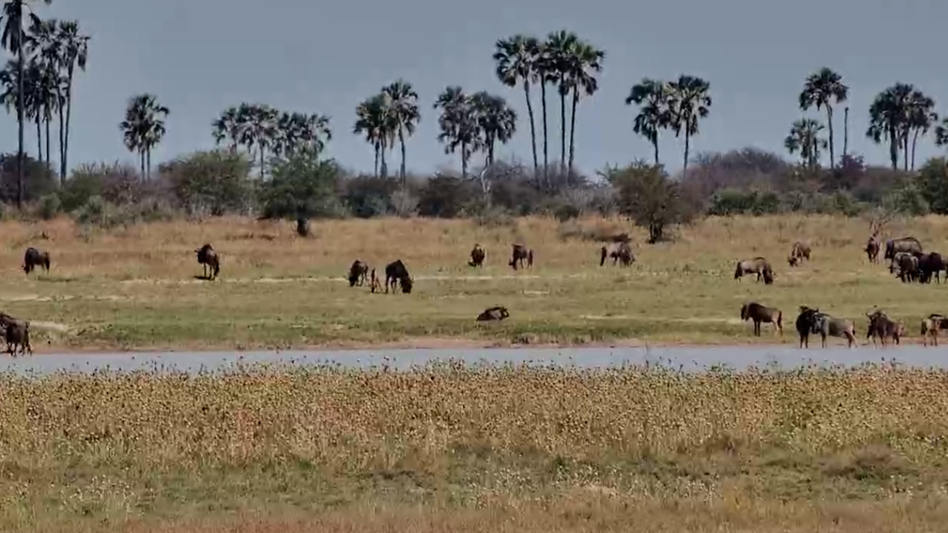 Wildebeest Graze at Jack's Camp