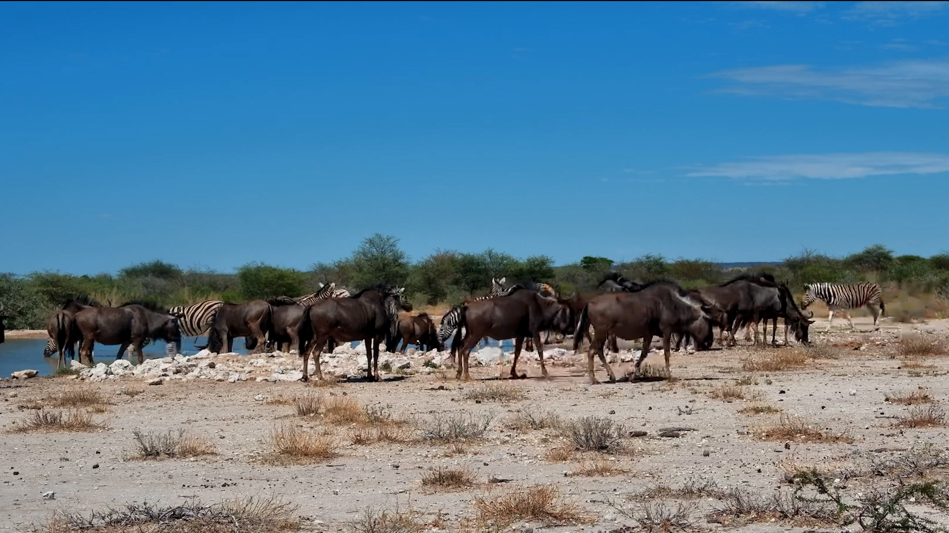 Wildebeest & Zebra Arrive for a Calm Drink at Onguma