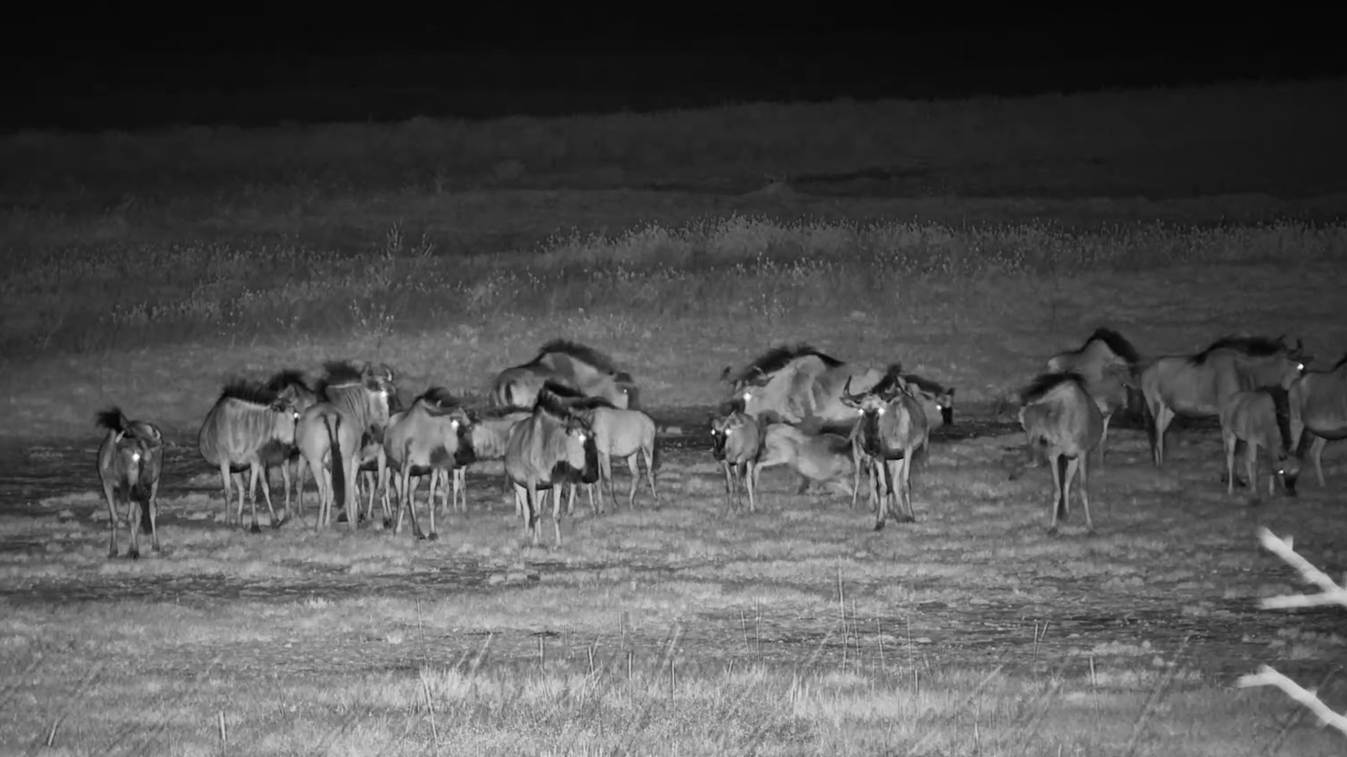 A Whole Herd Moving in the Dark
