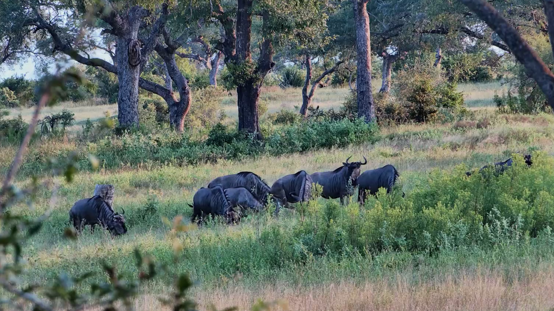 Wildebeest Feed Under the Afternoon Sun