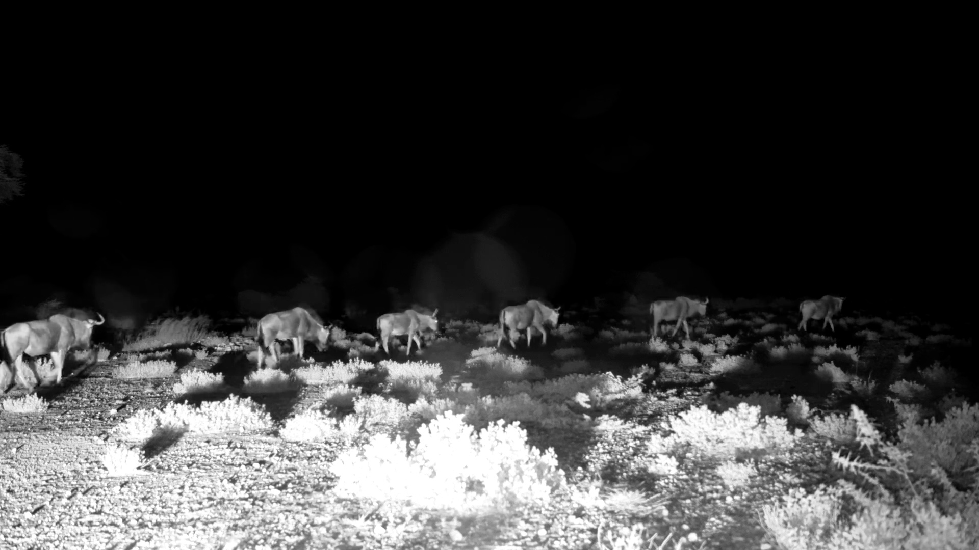 Wildebeest Herd on the Move