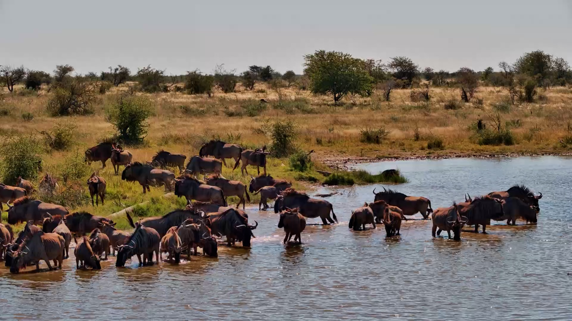 Wildebeest Herd Arrives Thirsty at Kalahari Waterhole