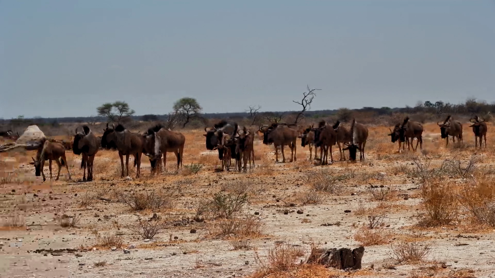 Wildebeest Herd Visits The Fort Waterhole