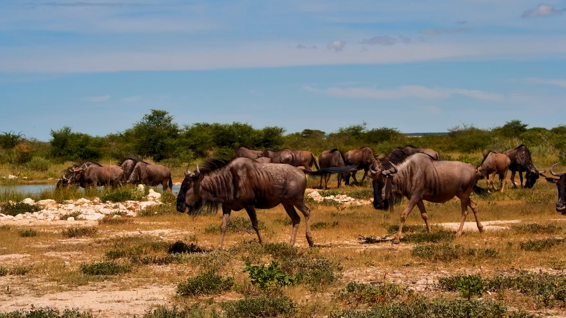 Wildebeest Herd Moves Through the Fort