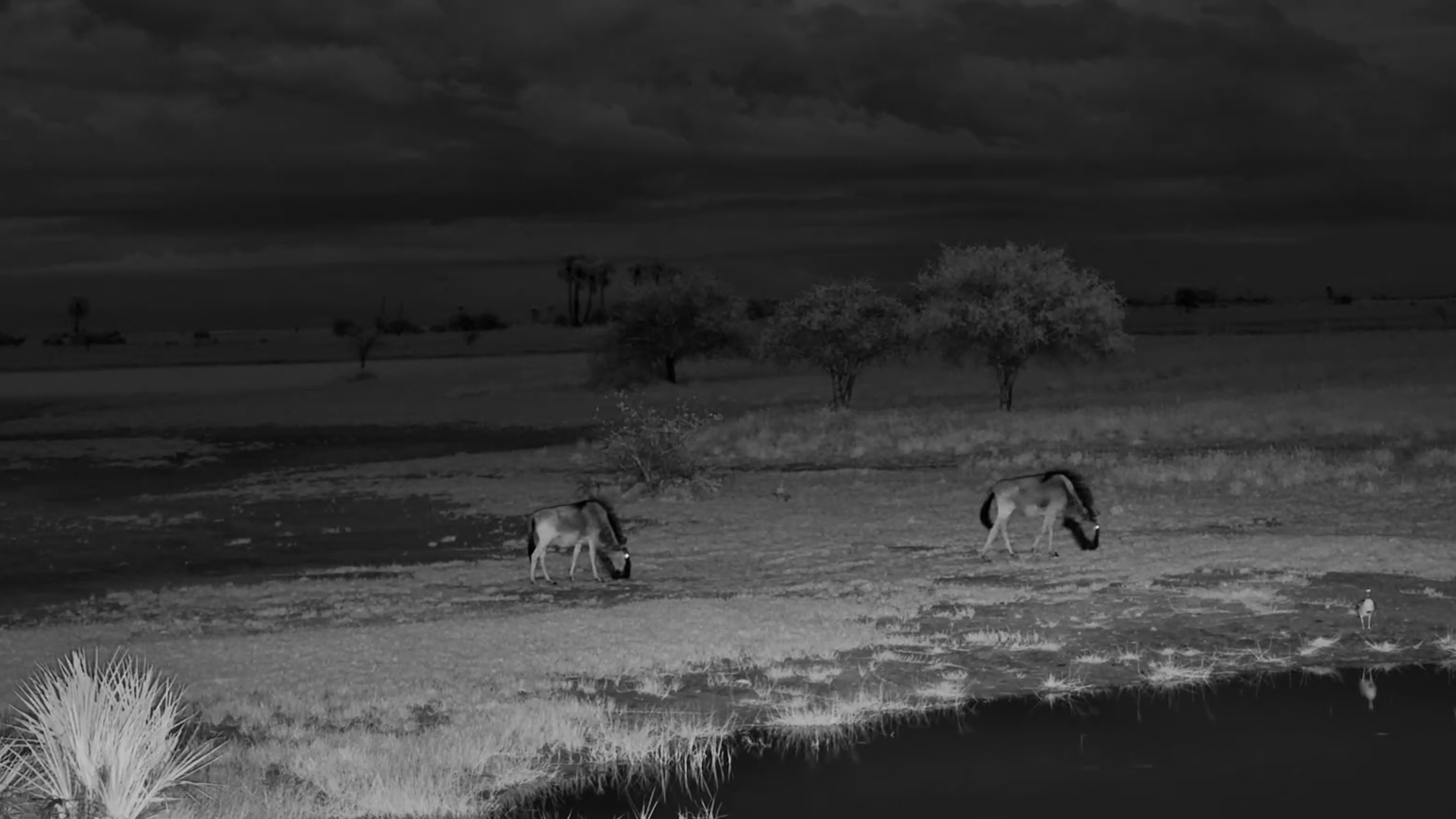 A Pair of Wildebeest Graze at Jack's Camp
