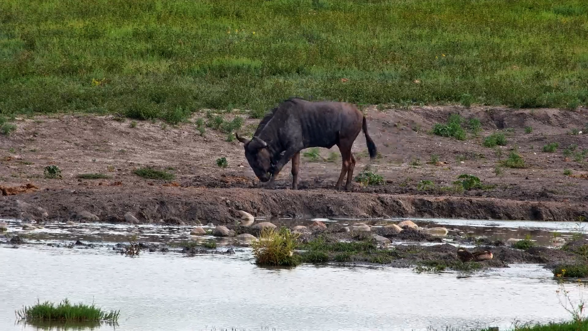 Cooling Off in Dust Bath Bliss