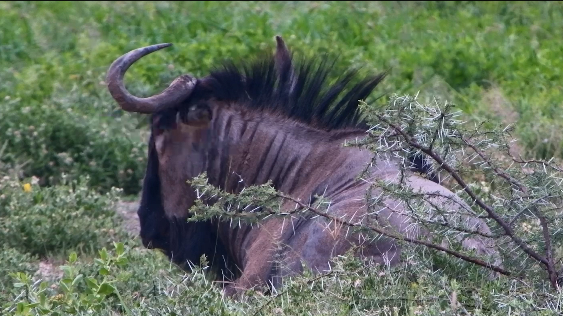 Wildebeest Moments at Onguma
