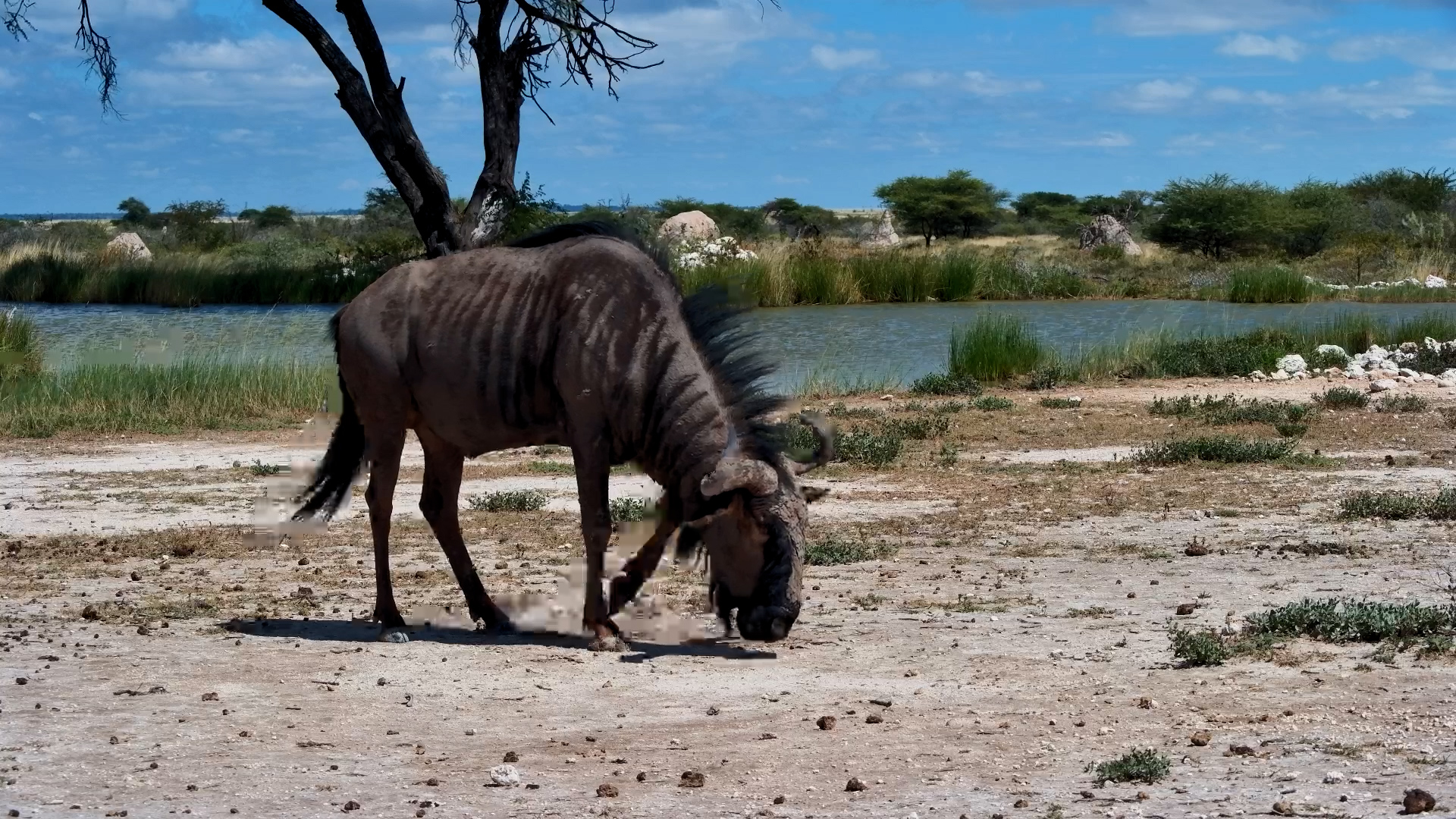 Just a Gnu Hanging Out
