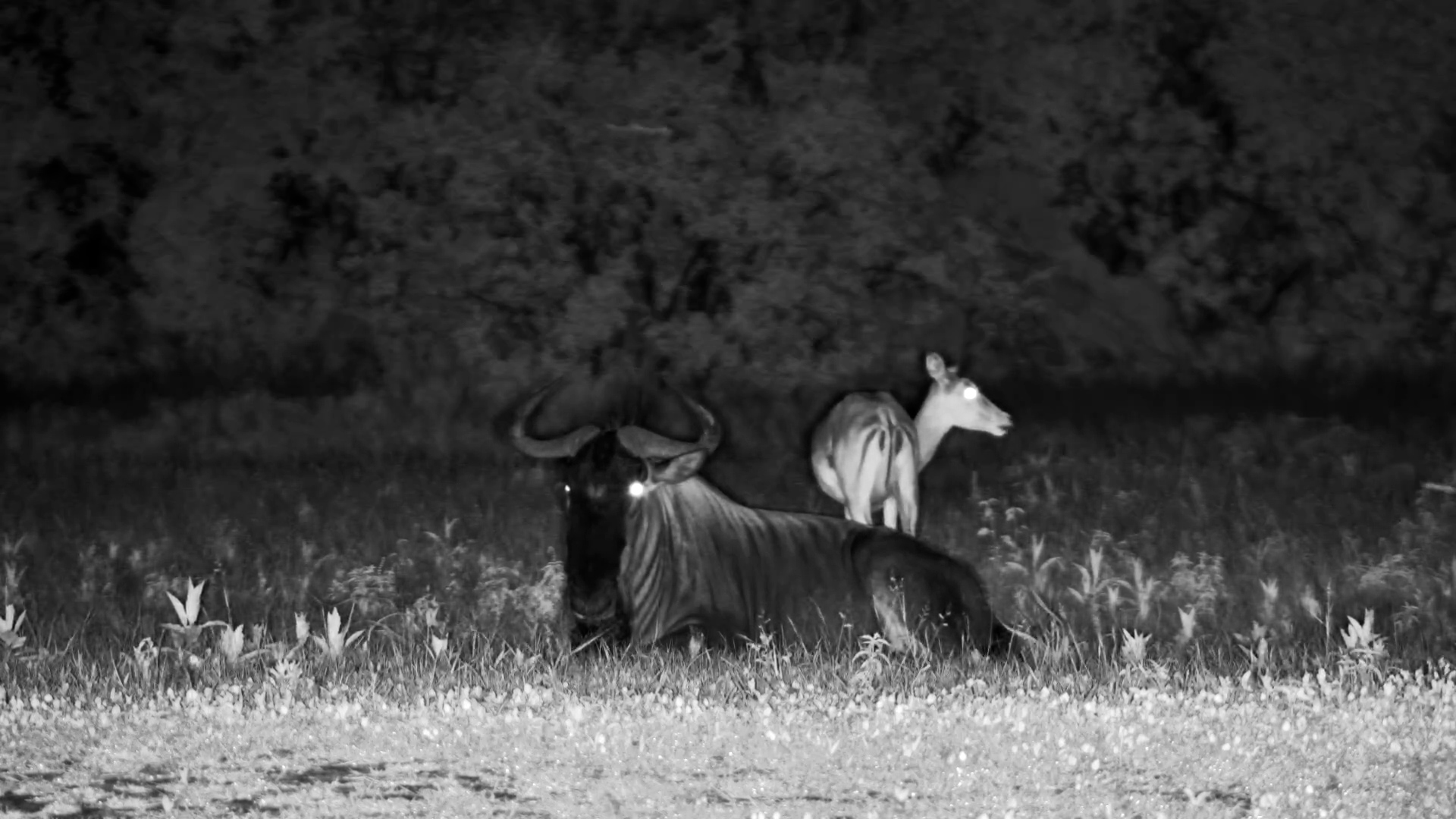 Wildebeest Settles in the Darkness