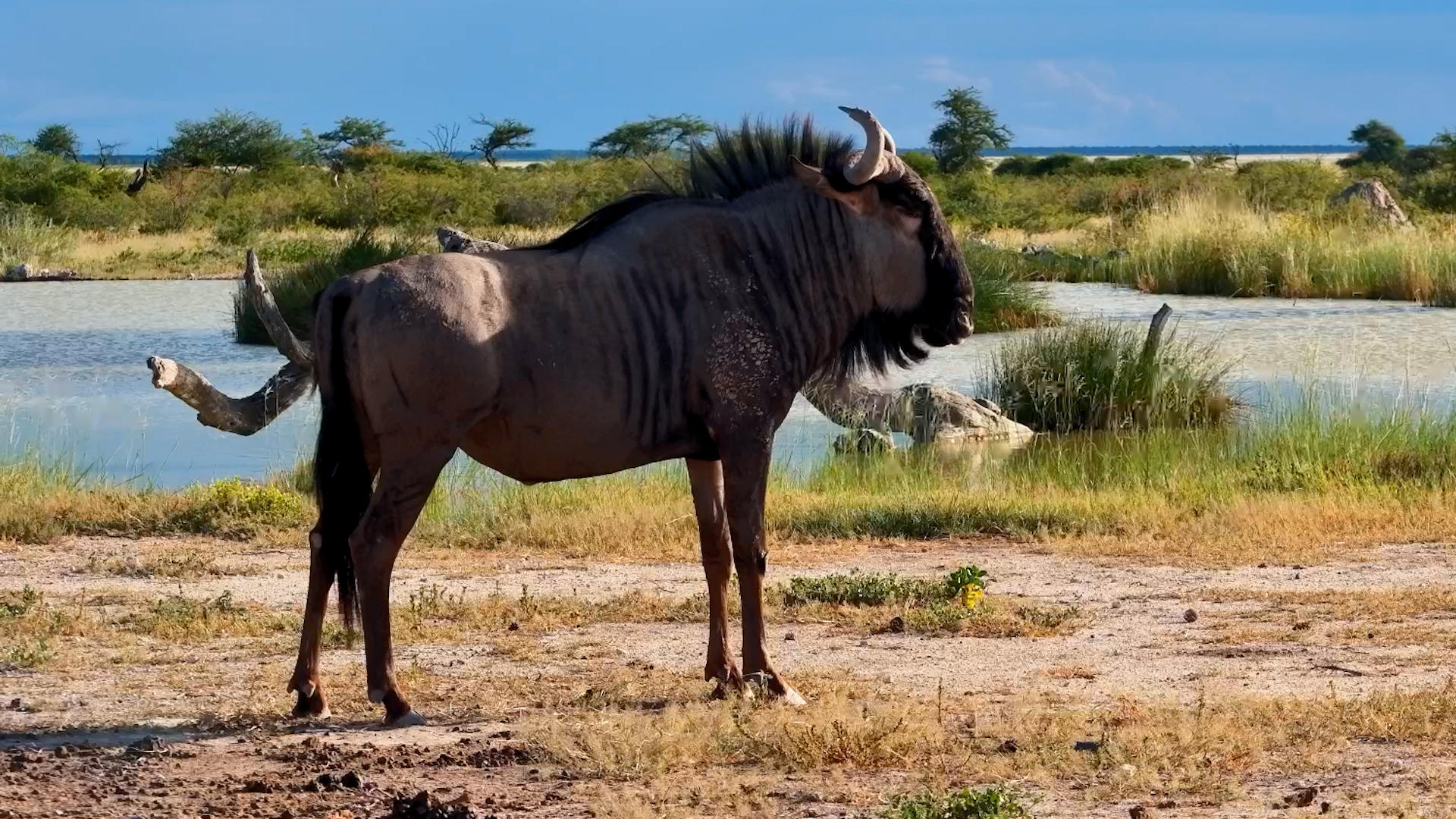 Wildebeest Chill Mode