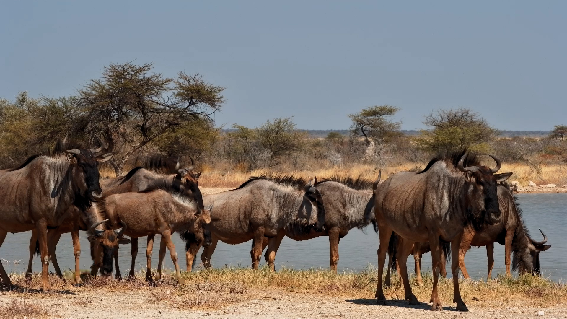 Wildebeest Come Streaming Into the Waterhole