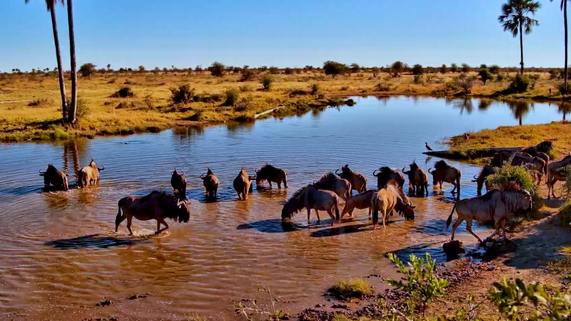 The Herd Stops for a Drink