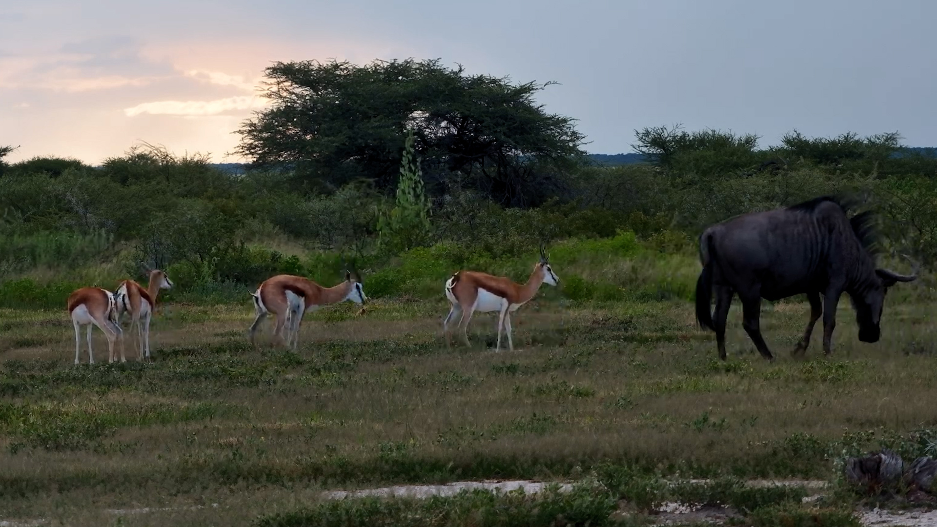 Mud-Caked Wildebeest Grazing With Springbok