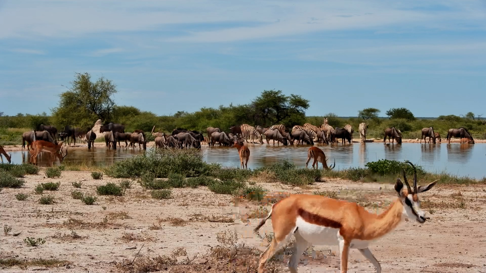 Busy Waterhole Action: Wildebeests, Zebras & Impalas