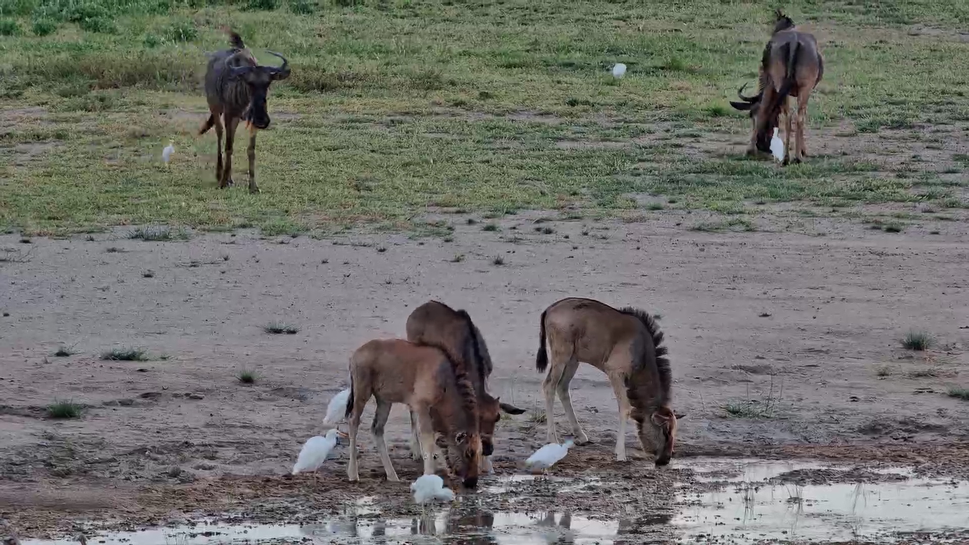 Wildebeest Grazing with Feathered Friends