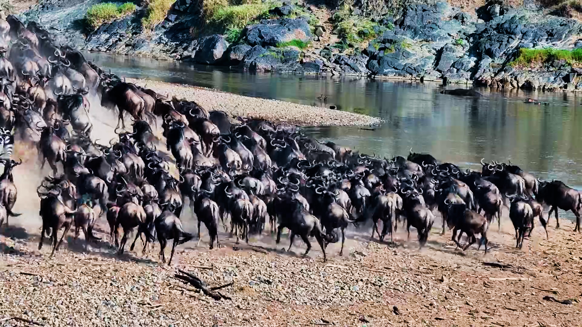 The Mara River Claimed One More Life