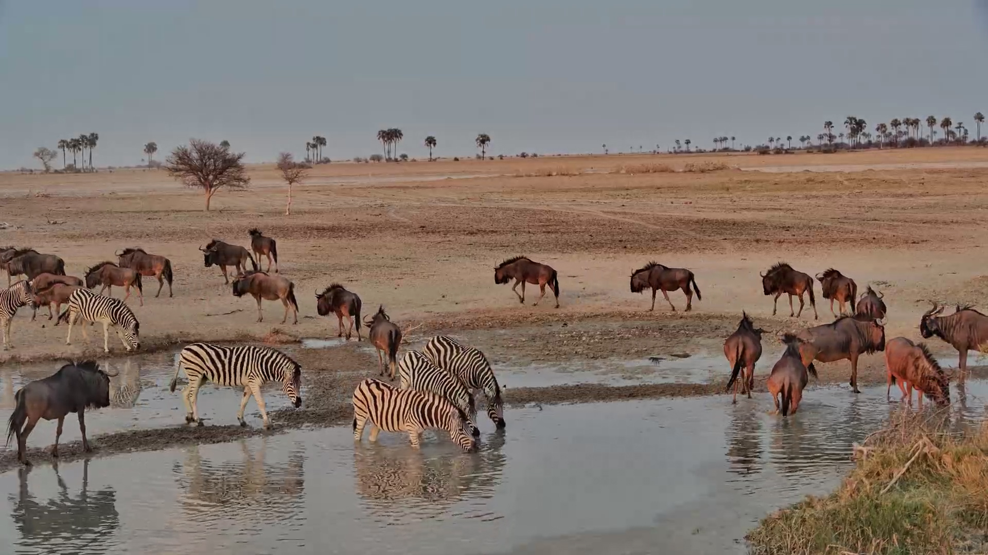 Zebras and Wildebeest Gather for a Late Afternoon Drink at Jack’s Camp