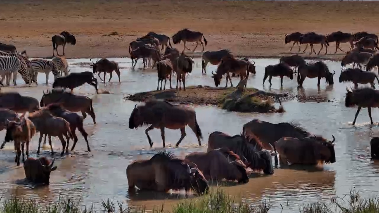 Wildebeest Pour Into the Makgadikgadi Waterhole