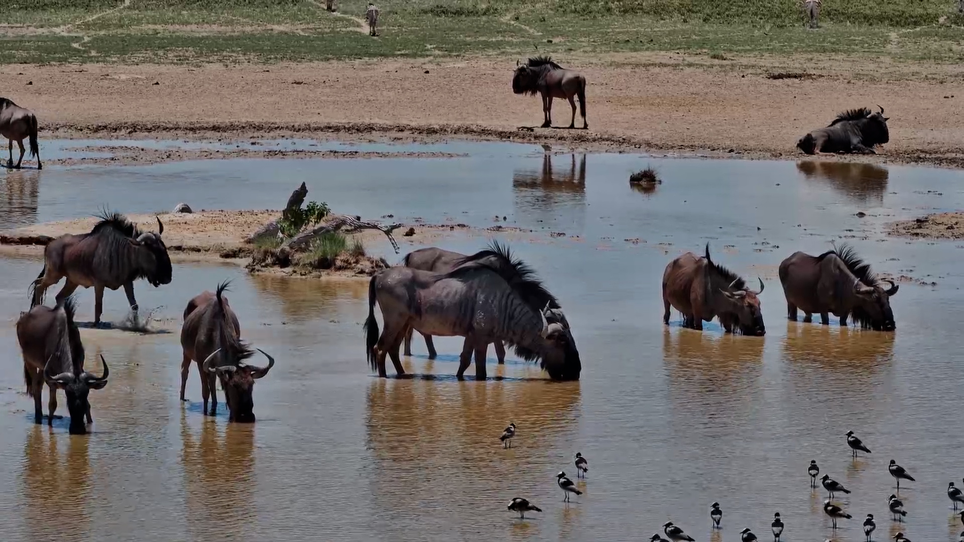 Wildebeest Step into the Waterhole