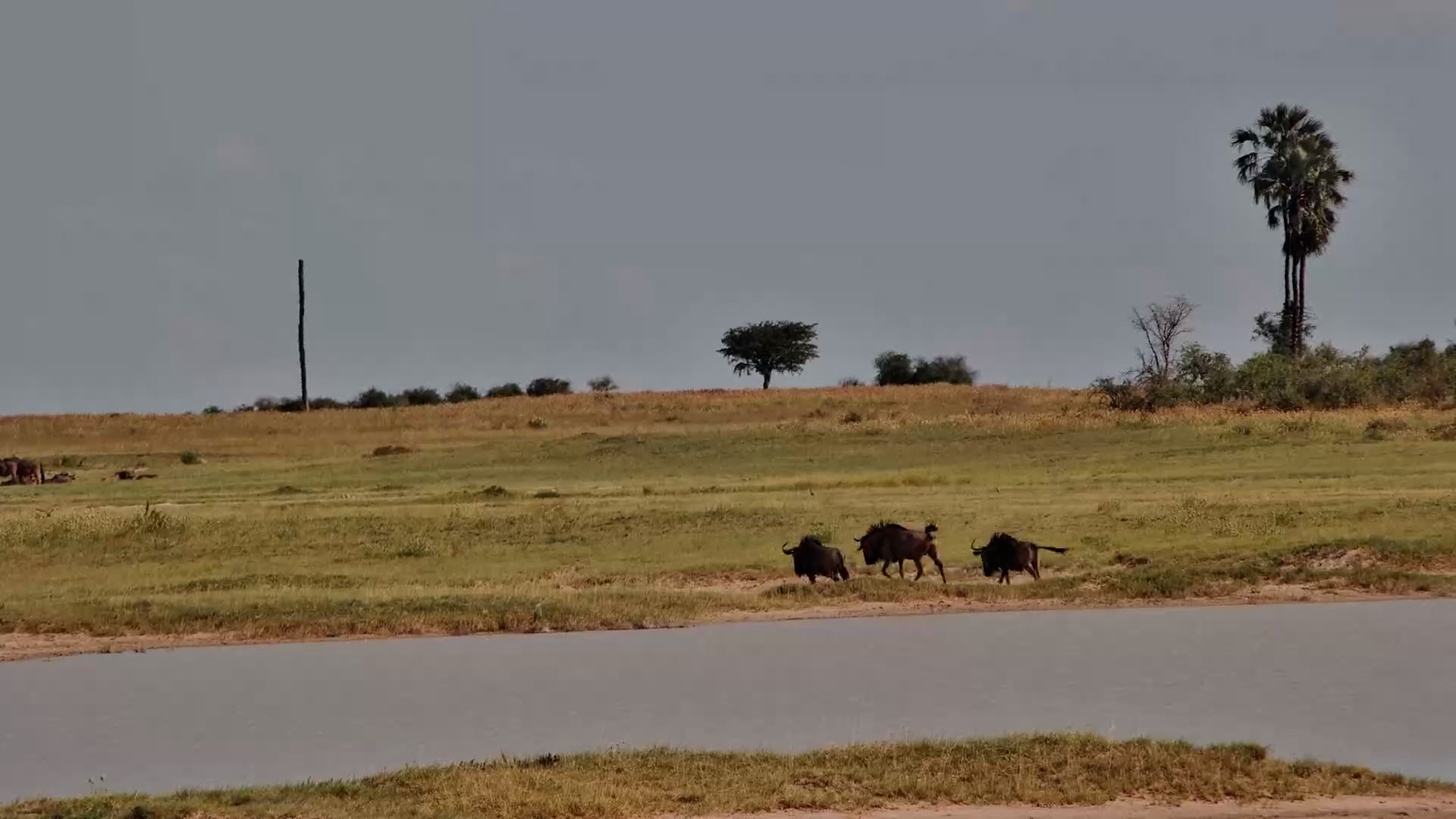 Wildebeest Energy on the Open Plains