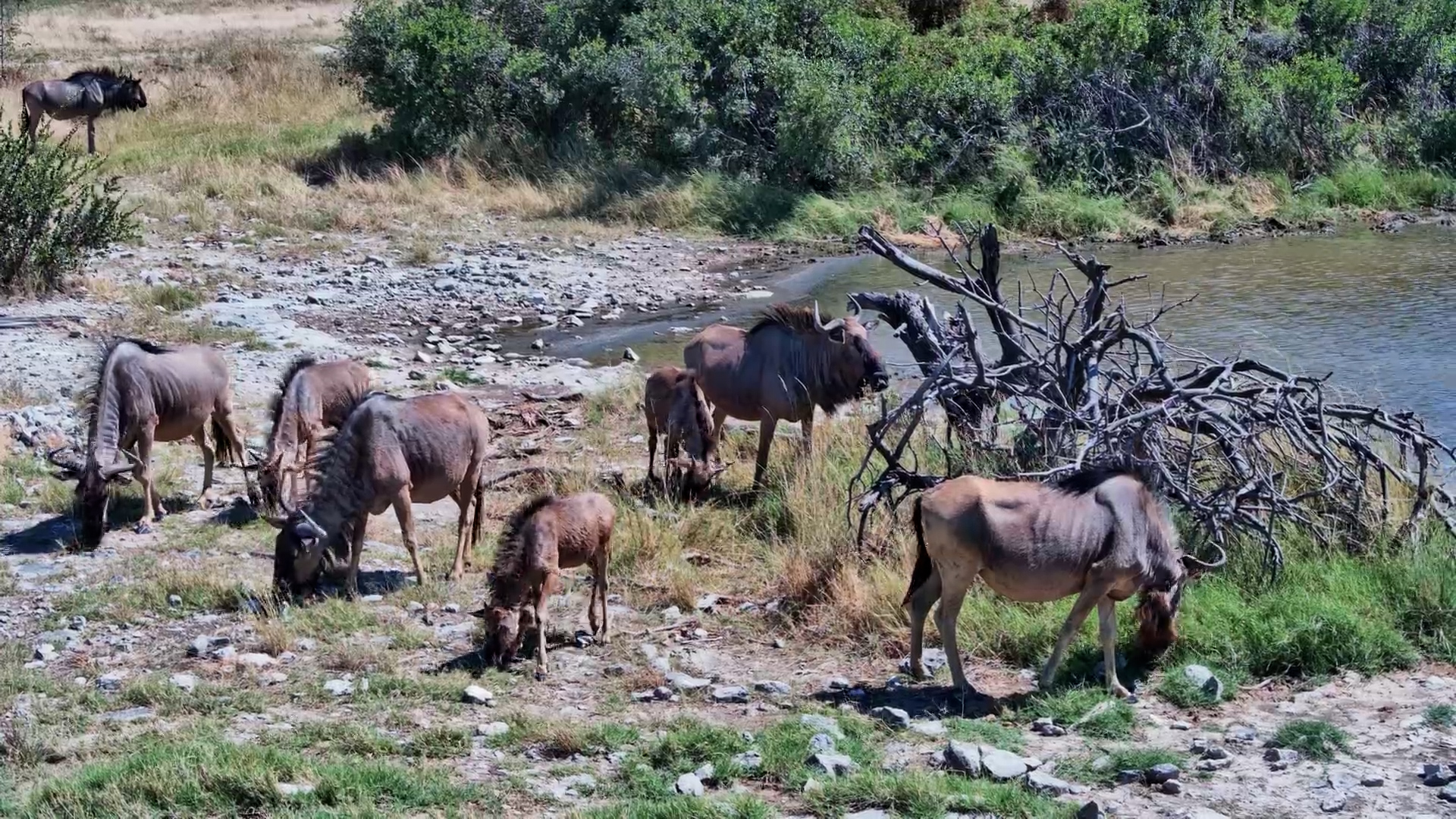 Wildebeest Milling Around the Waterhole