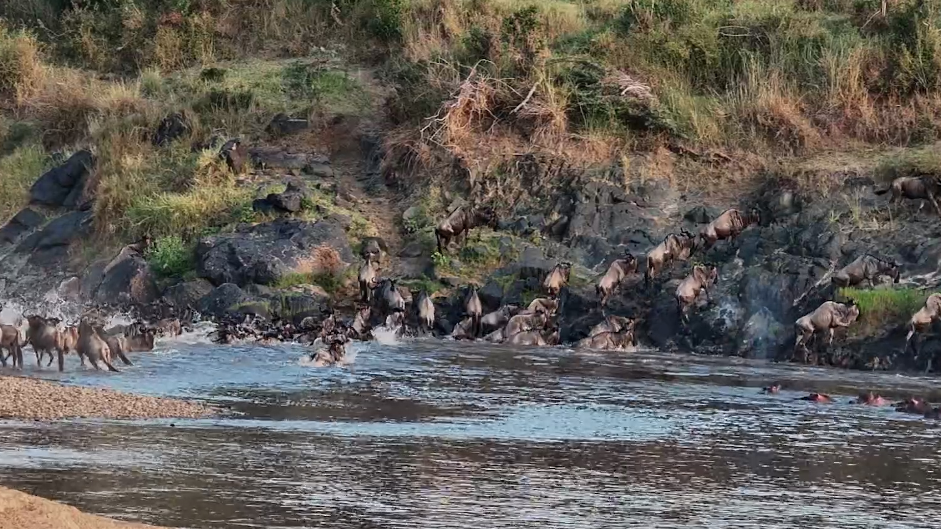 The Herd Gets Out... But One Wildebeest Can't