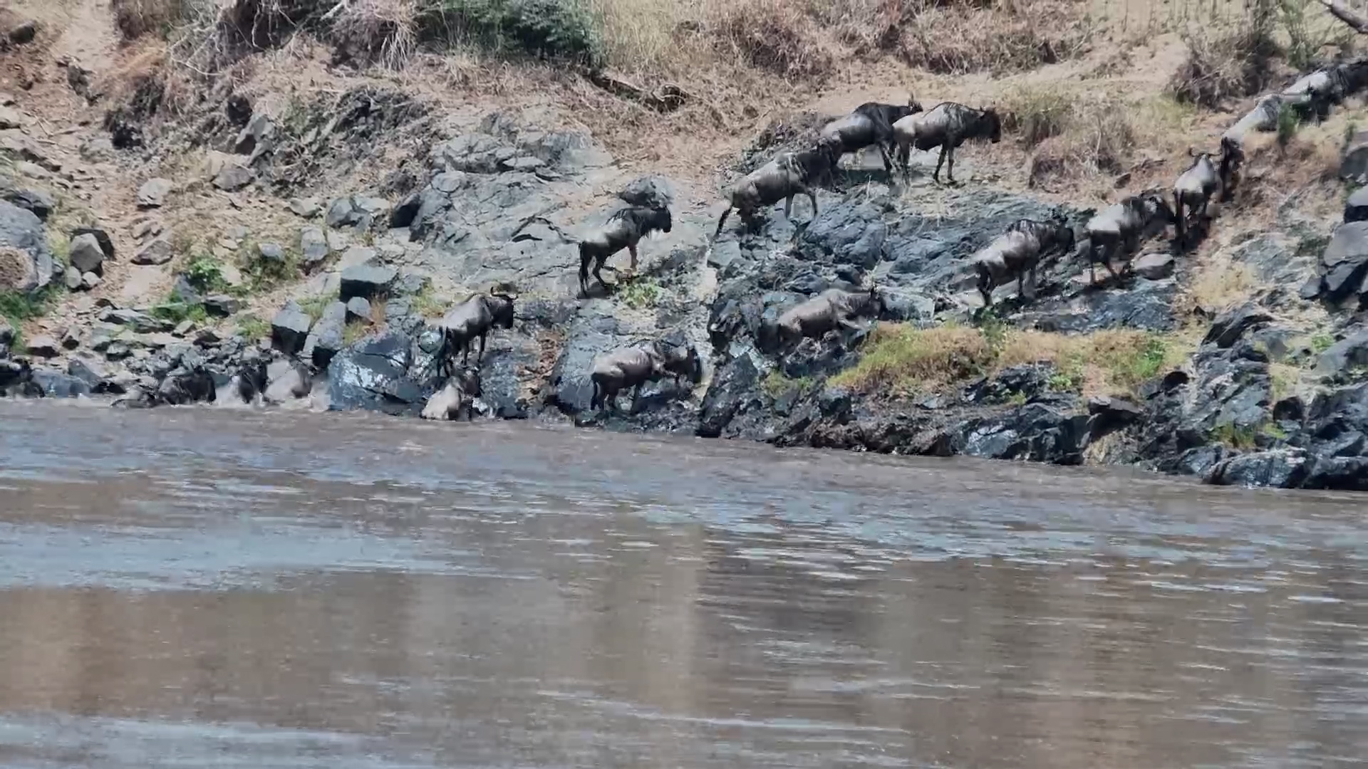 Wildebeest Face the Hardest Part of the Mara Crossing