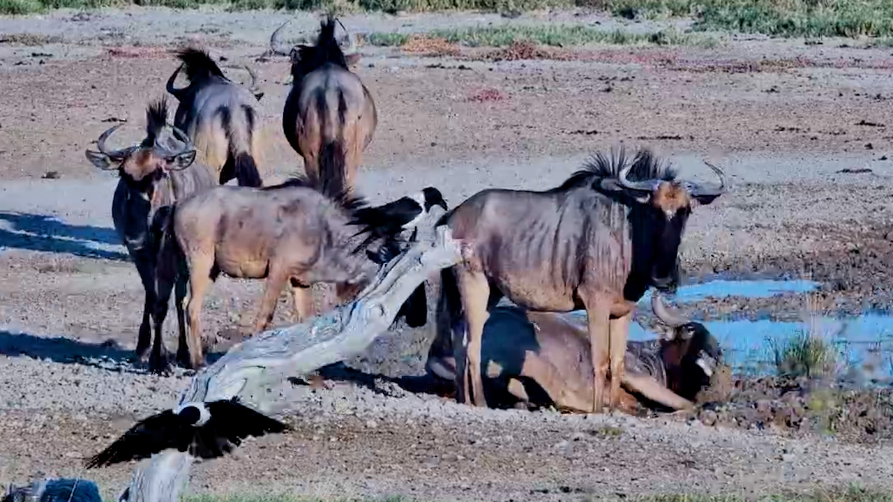 These Wildebeest Know How to Relax
