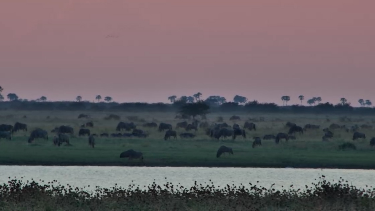 Wildebeest Grazing as the Light Faded