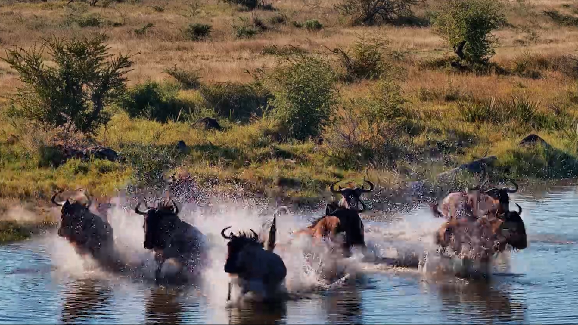 Something Spooked the Wildebeest...