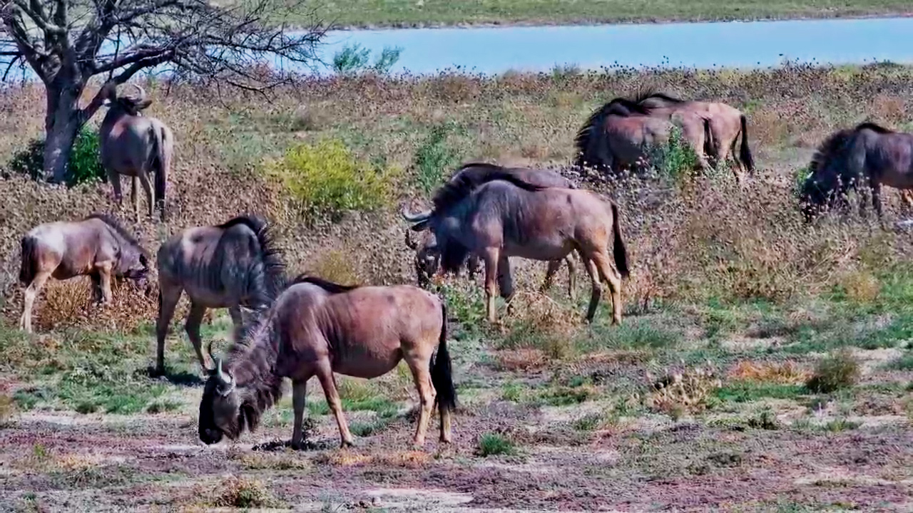 A Wildebeest Herd Grazed Across the Plains at Jack’s Camp