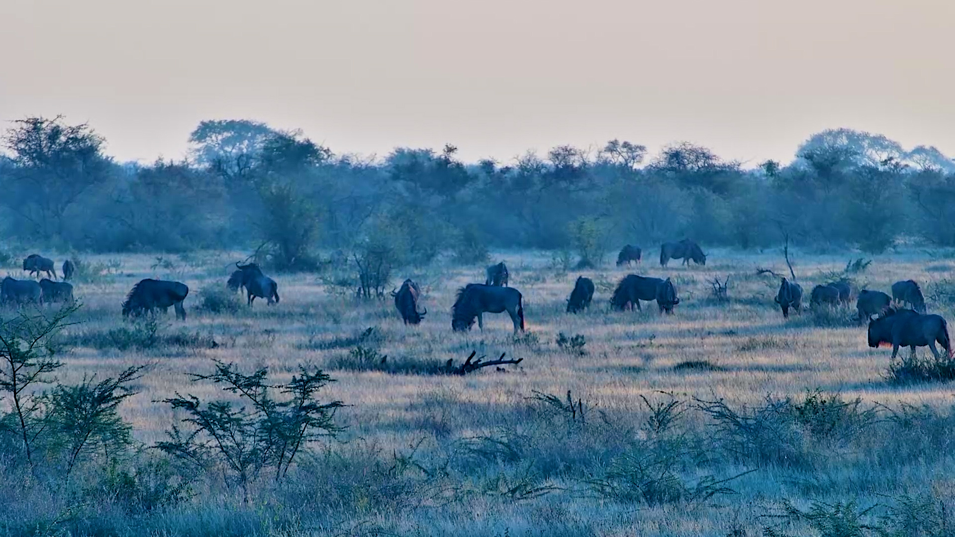 Wildebeest Grazing Across the Open Plains