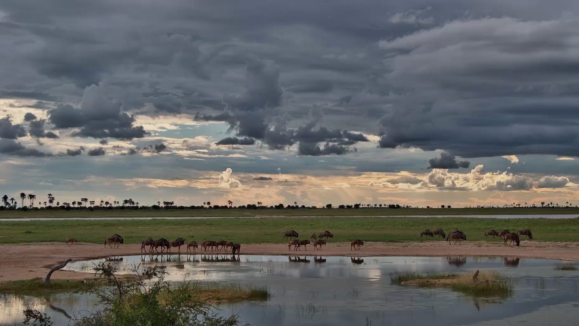 Wildebeest Grazing in Peace