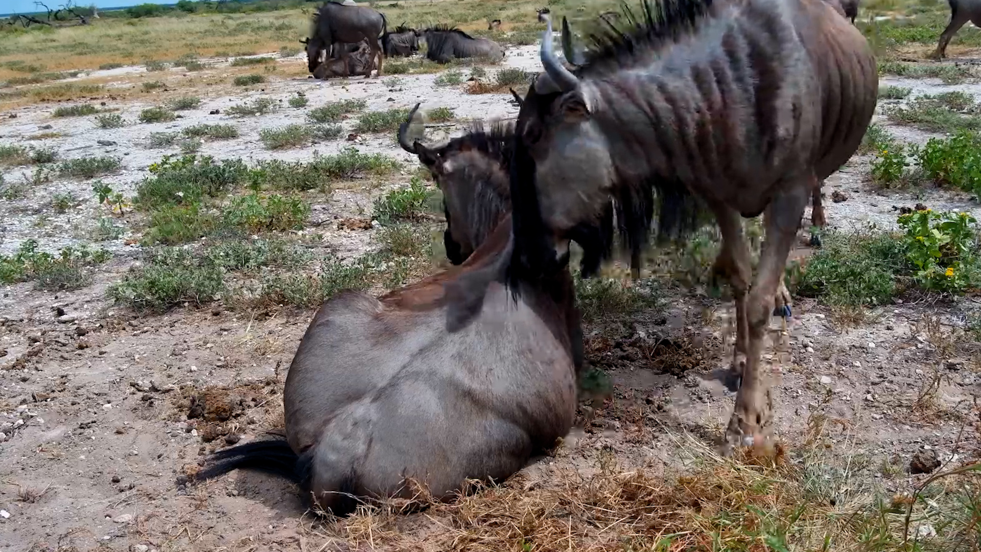 Hey… Wake Up, Wildebeest!