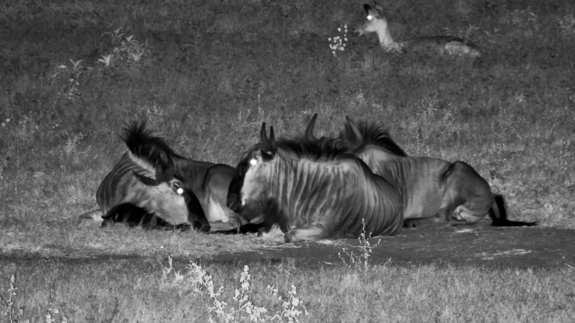 Darkness Falls, Wildebeest Unwind