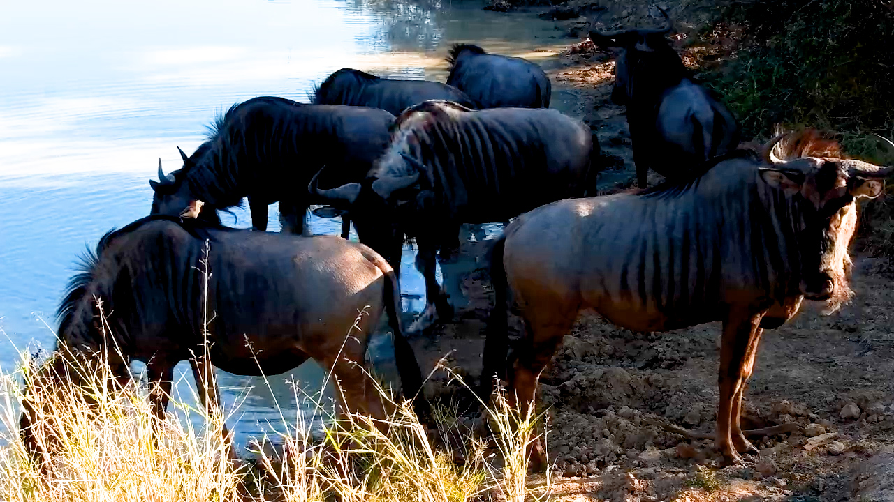 A Quick Pit Stop at the Waterhole