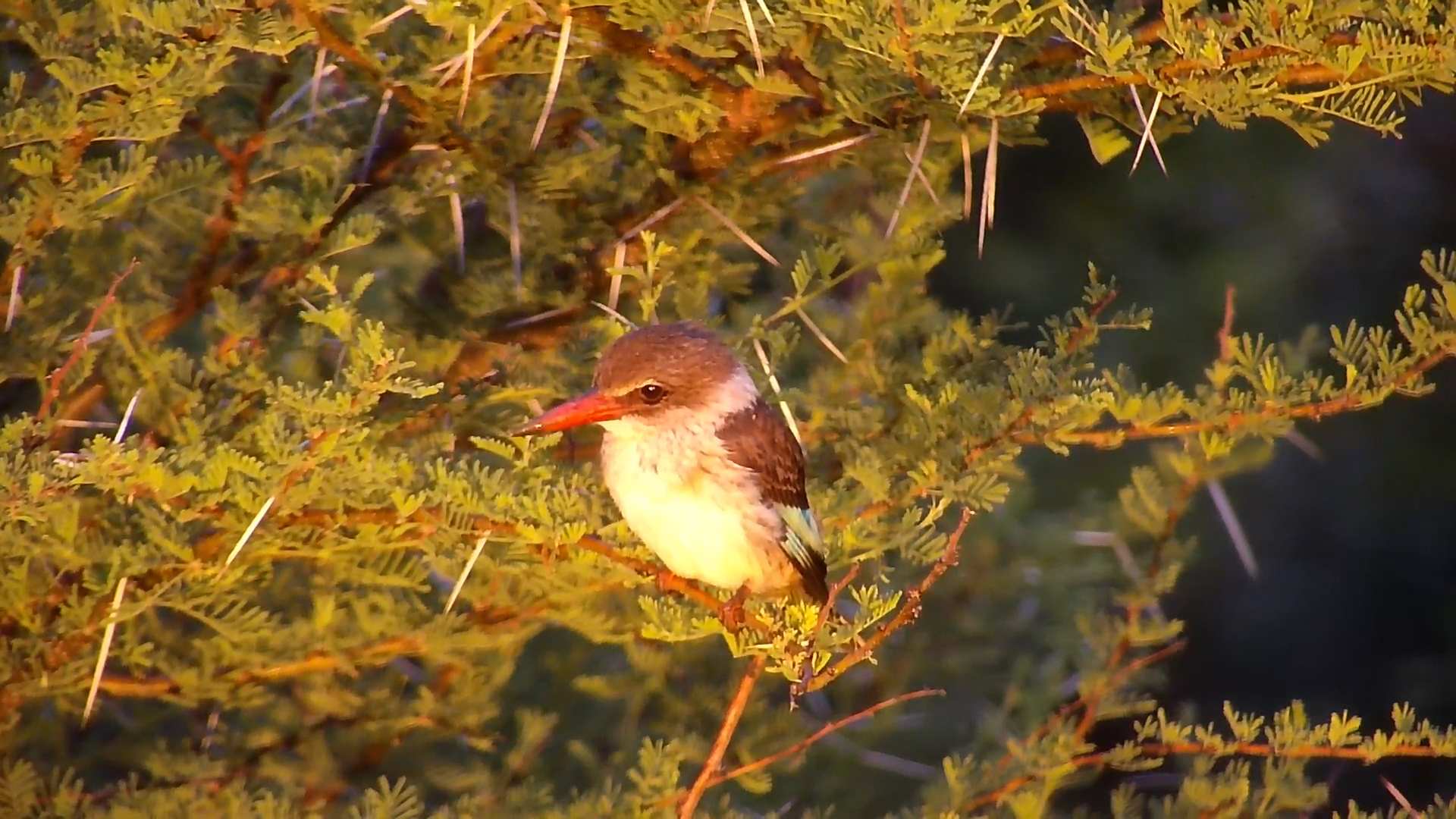 Kingfisher Enjoys the View at Kwa Maritane