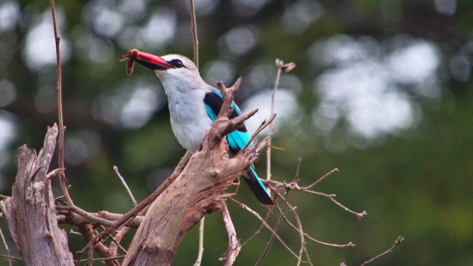 Breakfast Catch! Woodland Kingfisher Hunts in the Bush