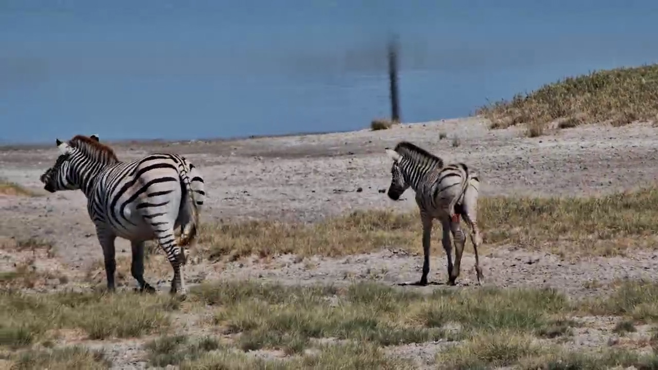 An Injured Foal Tries to Stay With the Herd
