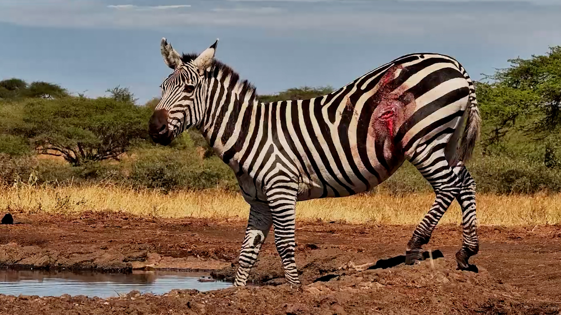 Zebra Has Clearly Been Through a Lot