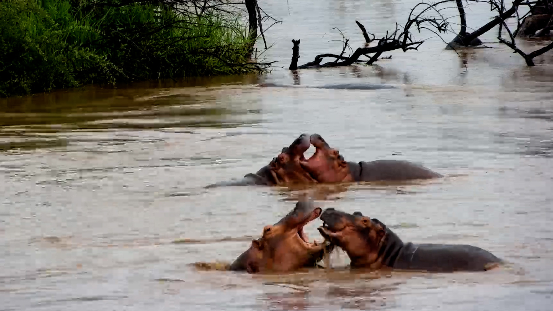 Hippos Just Wanna Have Fun