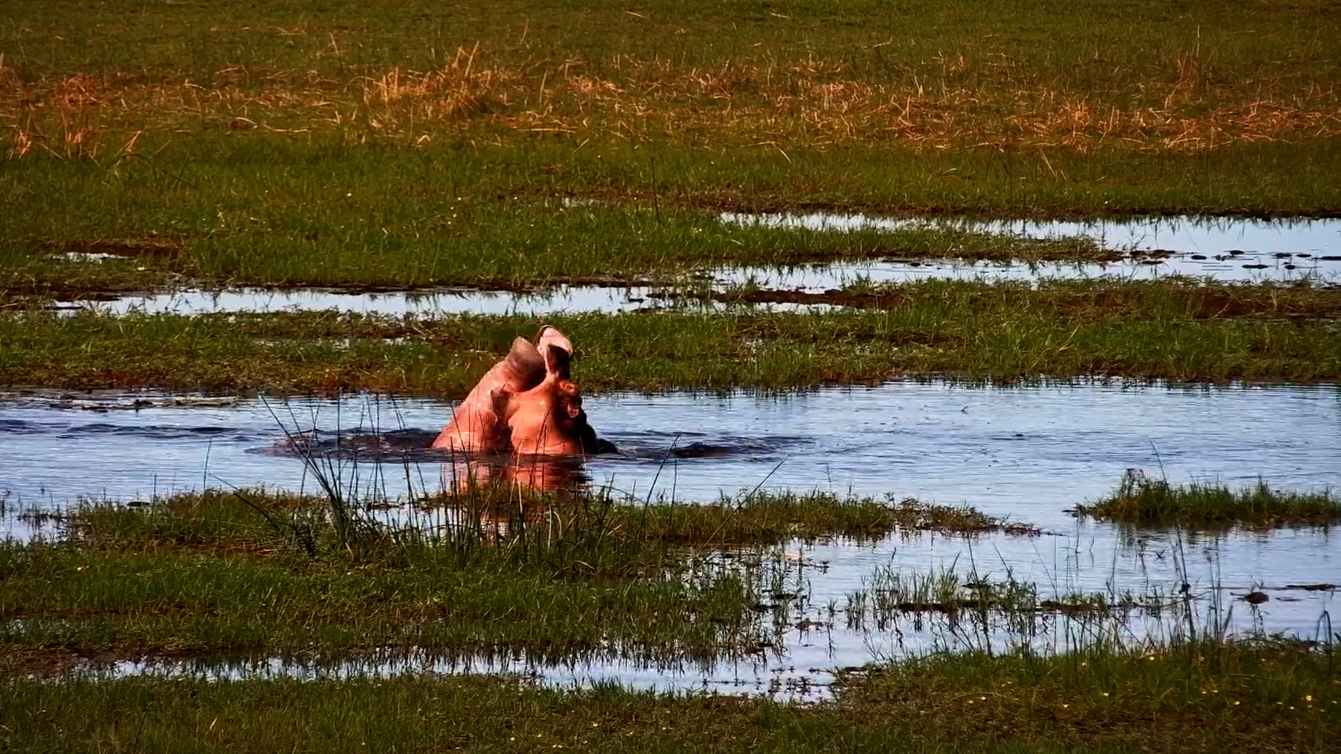 Hippo Calves Having a Blast